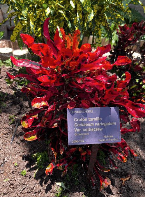 Planta de Croton tomillo con hojas rojas y rizadas junto a su letrero informativo en el Jardín Botánico de Acapulco.