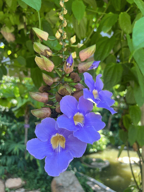 Flores moradas con centro amarillo en una planta del Jardín Botánico de Acapulco, Guerrero.